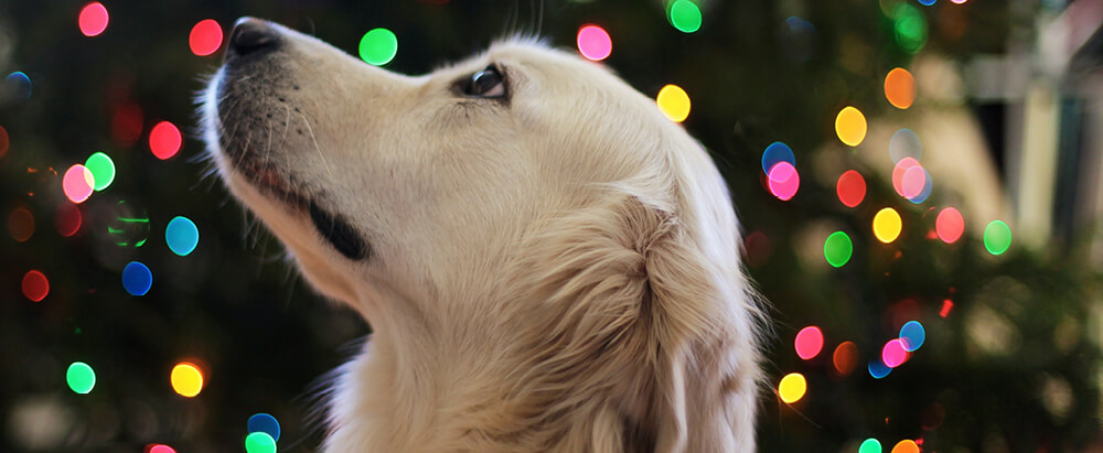 Dog in front of Christmas lights
